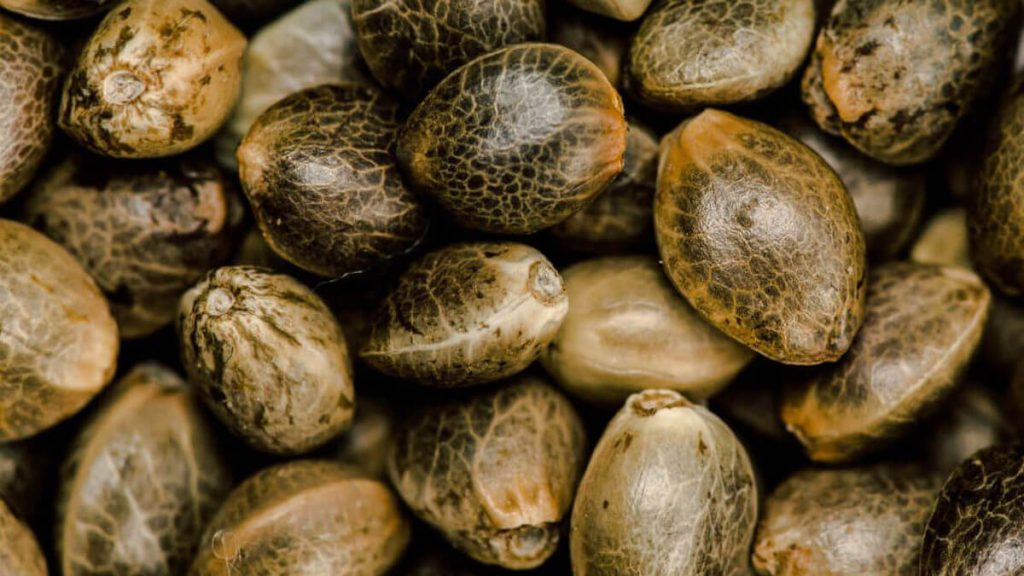 how to pick cannabis seeds