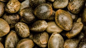 How to Pick Cannabis Seeds – A Beginners Guide