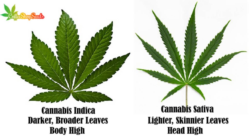 Difference between Indica and Sativa