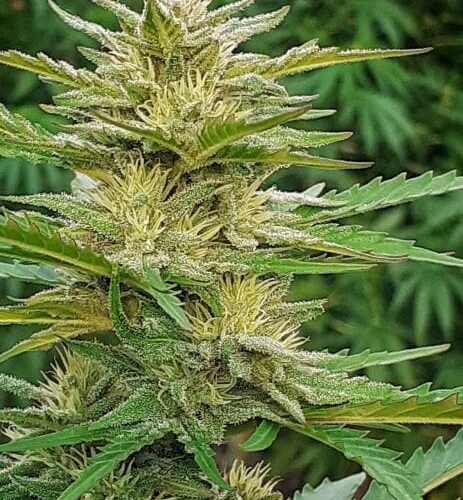 Demon AUTO Tao Regular Cannabis Seeds by Top Tao Seeds