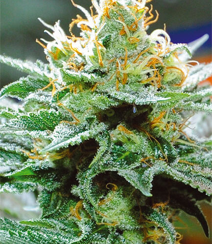 Amnesia x Buddha Kush Feminised Cannabis Seeds by Vision Seeds