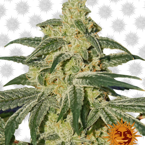 Afghan Hash Plant Regular Cannabis Seeds by Barney's Farm Seeds