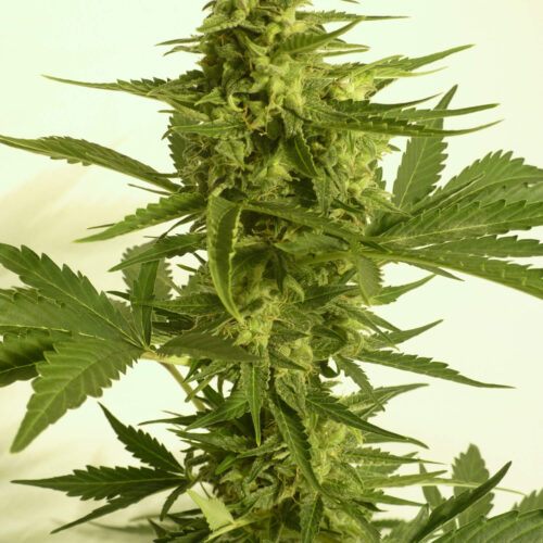 Critical Hog Auto Feminised Cannabis Seeds by T.H. Seeds