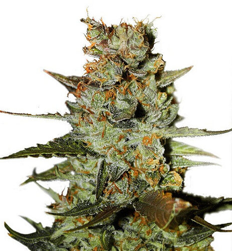 Blueberry Auto feminised cannabis seeds