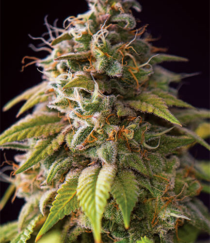 Caramel Monster Feminised Cannabis Seeds by Vision Seeds