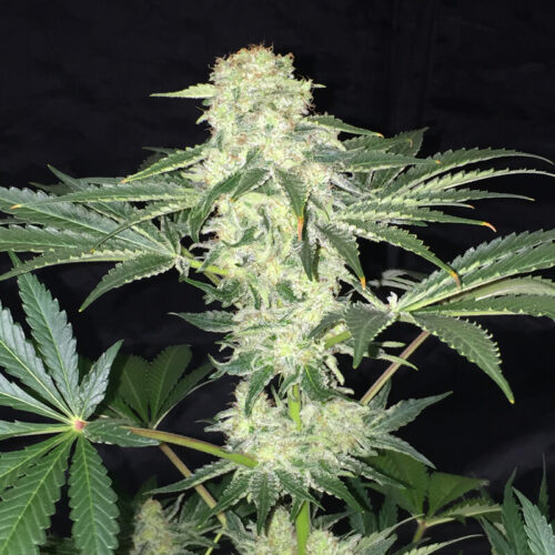 LA S.A.G.E. CBD Feminised cannabis seeds from T.H. Seeds