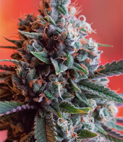 Dark Star x AK-49 Feminised Cannabis Seeds by Vision Seeds