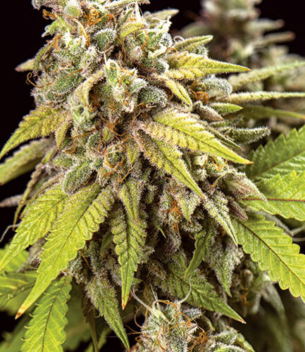 Doctor Jamaica Auto Feminised Cannabis Seeds by Vision Seeds