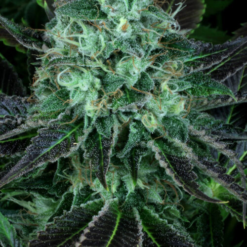 Dark star Marijuana Seeds by T.H. Seeds