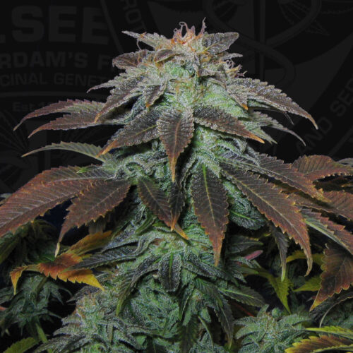 Heavy Duty Fruity Regular cannabis seeds from T.H. Seeds