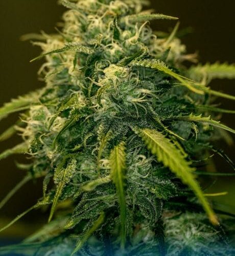 Jack Diesel CBD Feminised Cannabis Seeds by Positronics