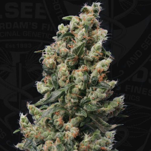 Kushage Feminised Cannabis Seeds by T.H. Seeds