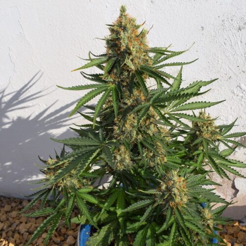 Lemon Haze Auto Feminised Cannabis Seeds by Expert Seeds