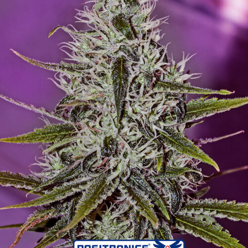 One Love Haze Feminised cannabis Seeds from Positronic Seeds