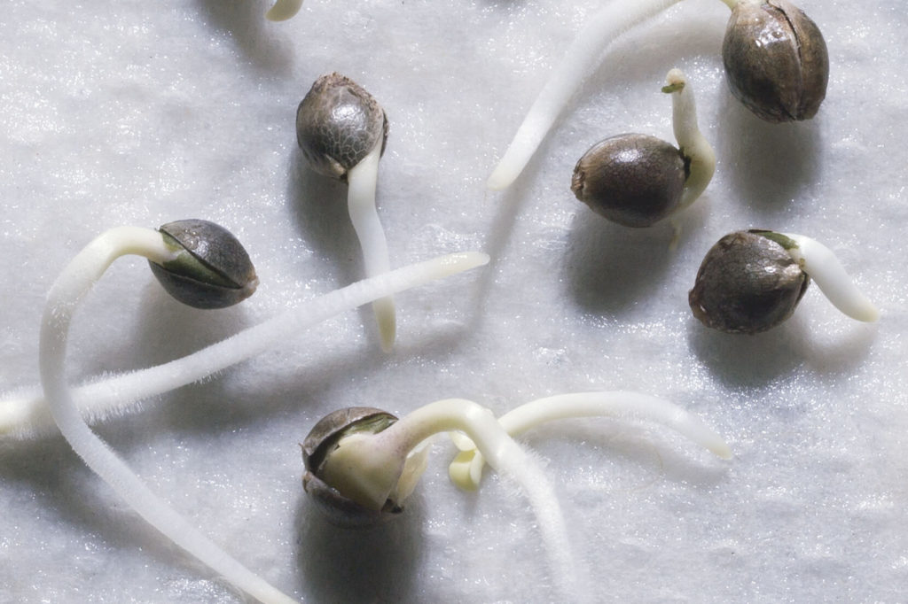 Popping Cannabis Seeds on wet white paper towel