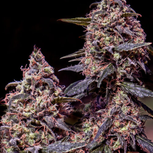 Somango #47 Feminised Cannabis Seeds by Positronic Seeds