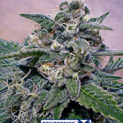 Supercheese Feminised Cannabis Seeds by Positronic Seeds