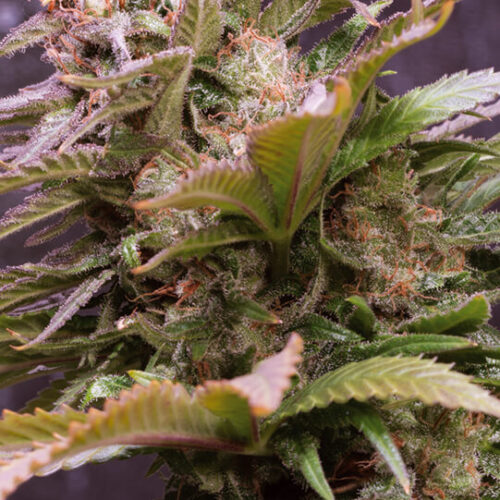 Vision Caramello Auto Feminised Cannabis Seeds by Vision Seeds