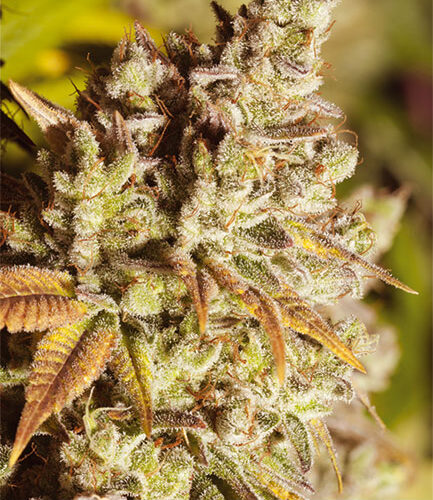 Vision Gorilla Feminised Cannabis Seeds by Vision Seeds