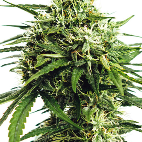 Vision Gorilla Auto Feminised Cannabis Seeds by Vision Seeds