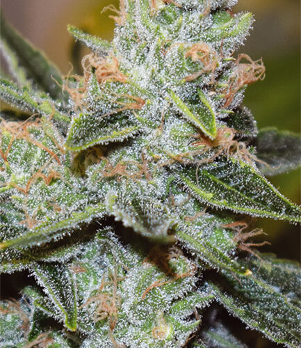 Wedding Cake x Triple OG Feminised Cannabis Seeds by Vision Seeds