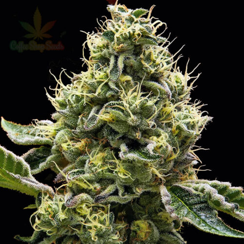 Wedding Cake feminised cannabis seeds