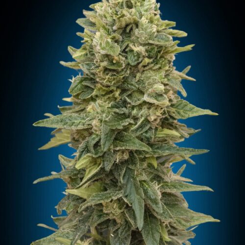 Afghan Mass Auto Feminised Cannabis Seeds by 00 Seeds