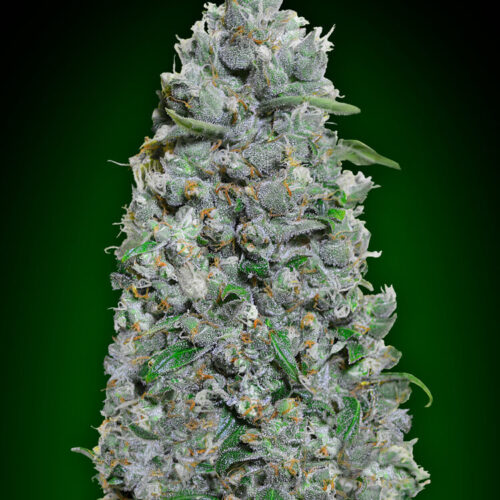 Afghan Mass XXL Auto Feminised Seeds