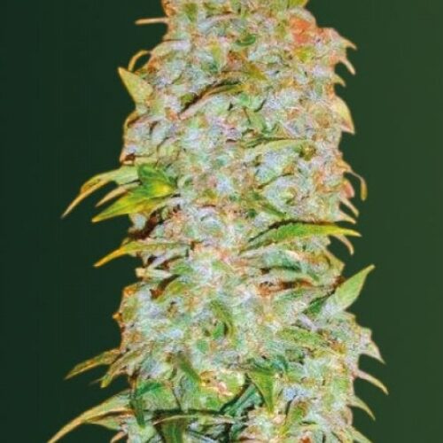 AK - 77V Auto Feminised Cannabis Seeds by Victory Seeds