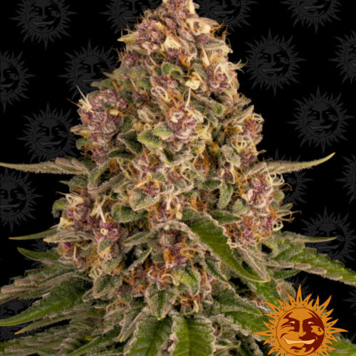 Pink Kush feminised cannabis seeds by barneys farm seeds