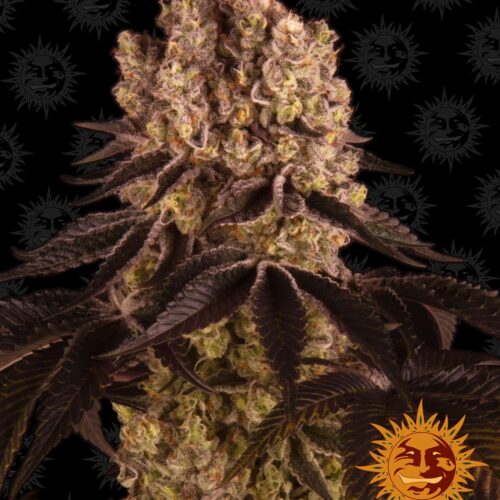 Purple Punch Feminised Cannabis Seeds by Barney's Farm Seeds