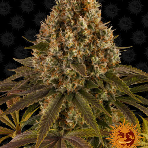 Strawberry Lemonade feminised cannabis seeds by Barney's Farm