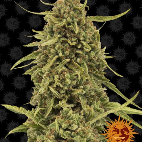 Widow Remedy Regular Seeds by Barney's farm