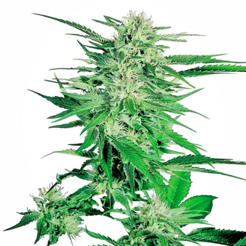 Big Bud Regular weed seeds by Sensi Seeds