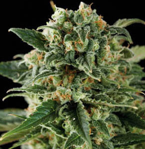 Critical auto feminised cannabis seeds