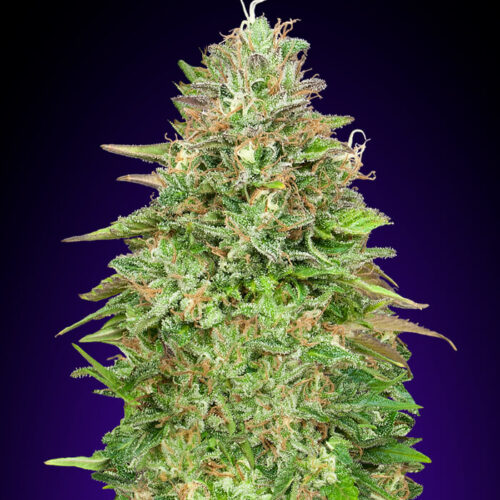 Critical Poison FAST Feminised Cannabis Seeds by 00 Seeds