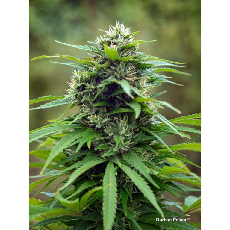 Durban Poison Feminised Seeds | Dutch Passion | Cannabis Seeds