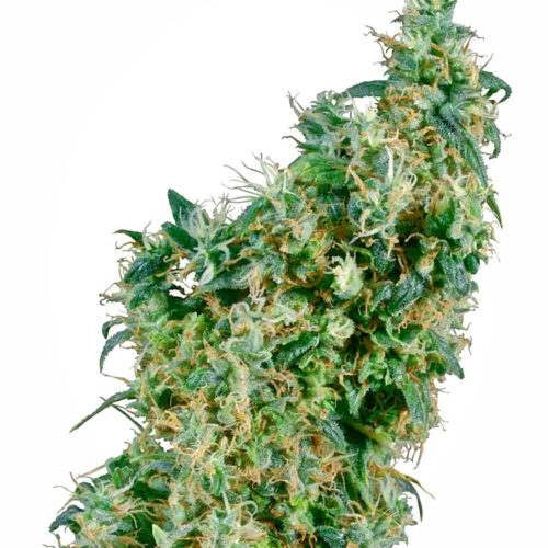 First Lady Regular Cannabis Seeds by Sensi Seeds