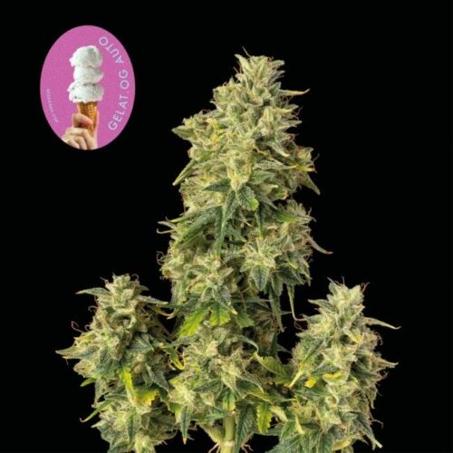 Gelat OG Auto Feminised Weed Seeds by Seedsman