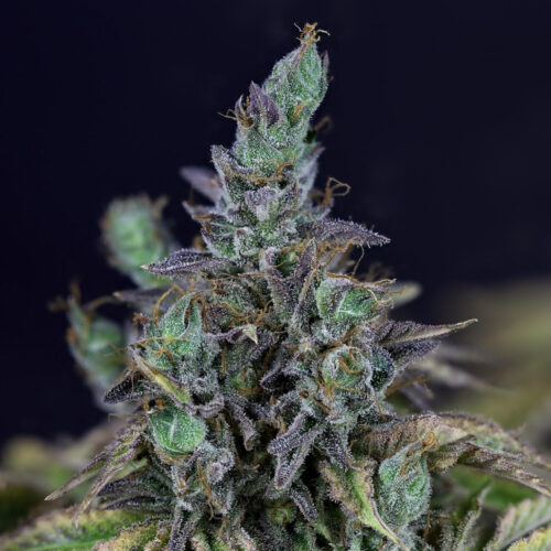 O.Gelato Feminised cannabis seeds