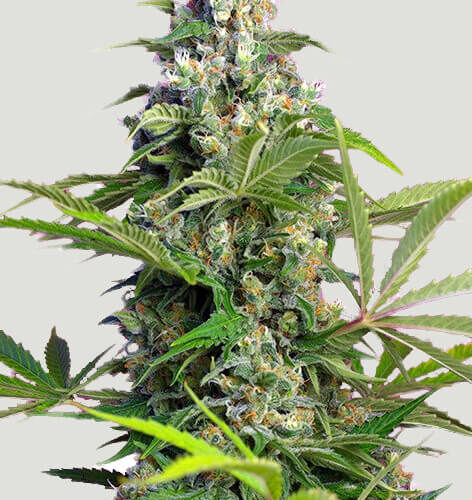 Gorilla Cookies Feminised cannabis seeds