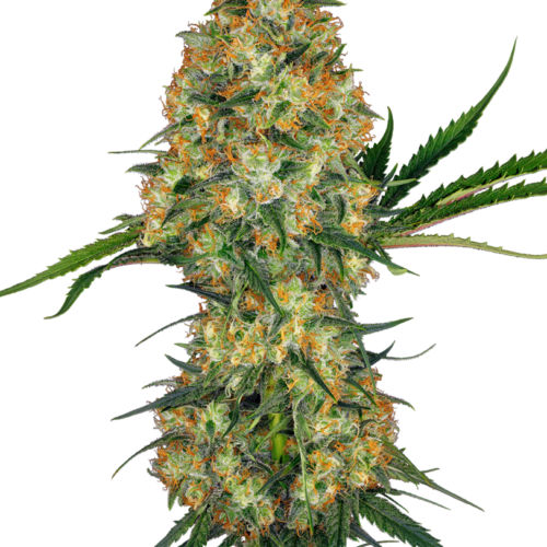 Hindu Kush Feminised Cannabis Seeds by Sensi Seeds