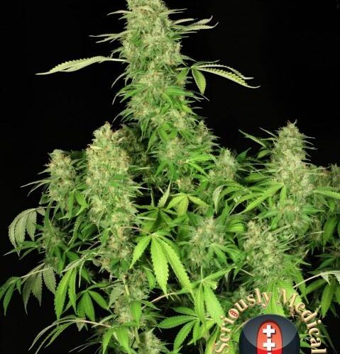 Chronic CBD Feminised Cannabis Seeds by Serious Seeds