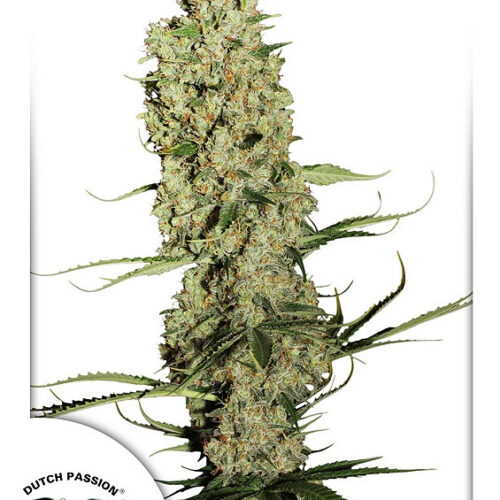 Jorges Diamonds #1 Feminised Cannabis Seeds by Dutch Passion