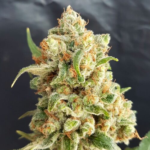 New York Diesel Auto Feminised Cannabis Seeds by Expert Seeds