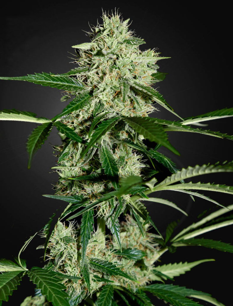 Northern Lights Auto Feminised Seeds