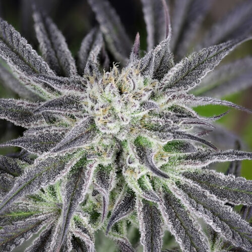 Peyote Gorilla Feminised Cannabis Seeds by Seedsman