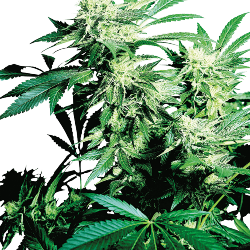 Skunk Kush Feminised Marijuana Seeds by Sensi Seeds