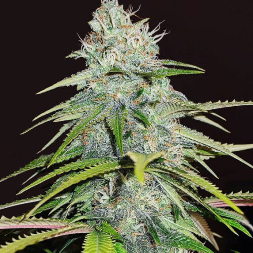 Skywalker Kush Seeds