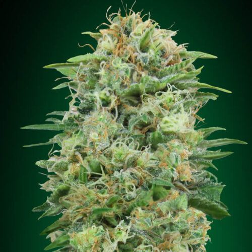 White Widow CBD Feminised Cannabis Seeds by 00 Seeds